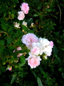 Shaghayegh (Eydiani-Idiani) flower shop - 17 st - Nishapur 39