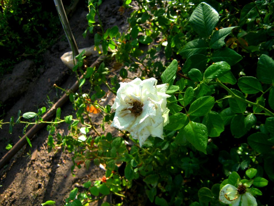 Shaghayegh (Eydiani-Idiani) flower shop - 17 st - Nishapur 30