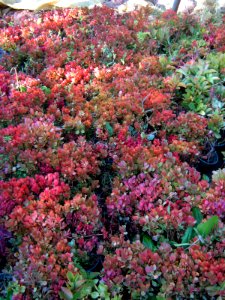 Shaghayegh (Eydiani-Idiani) flower shop - 17 st - Nishapur 70