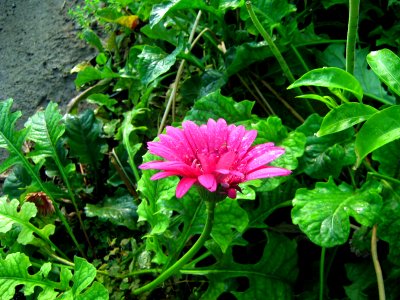 Shaghayegh (Eydiani-Idiani) flower shop - 17 st - Nishapur 19