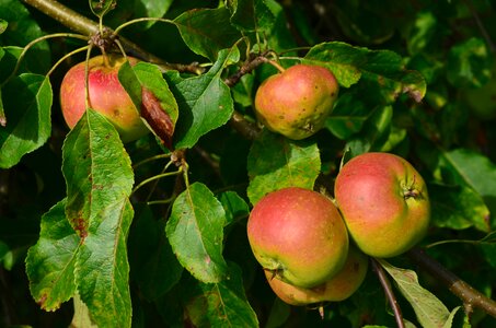 Apple tree fruit autumn