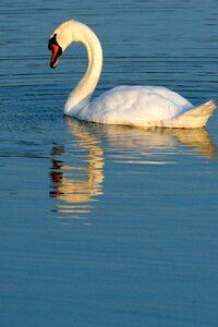 Swan birds water bird