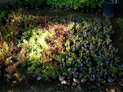Shaghayegh (Eydiani-Idiani) flower shop - 17 st - Nishapur 01