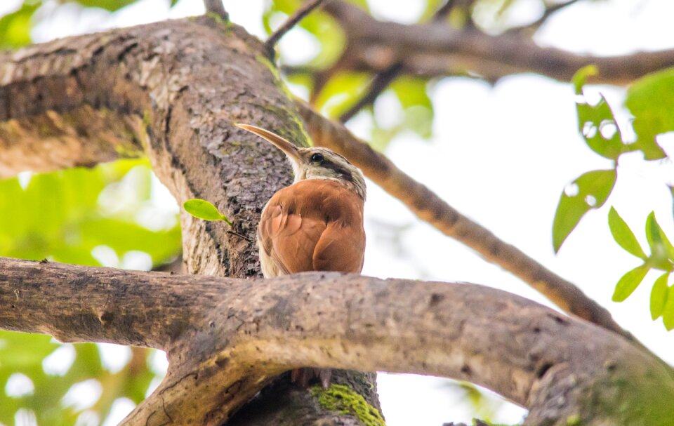 Tropical birds birdie animals