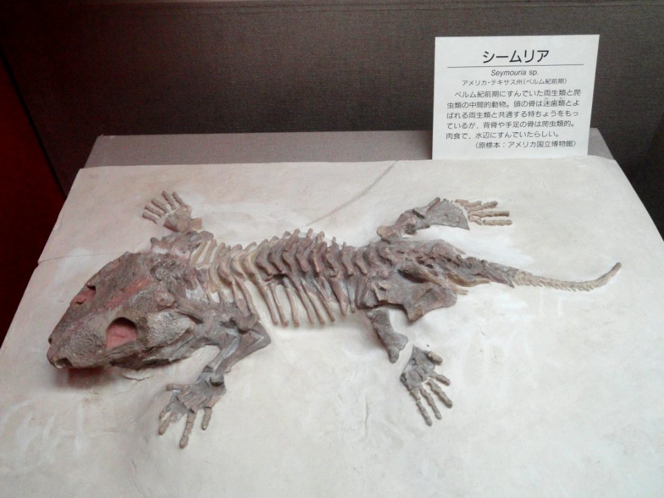 Seymouria sp. - Osaka Museum of Natural History - DSC07804