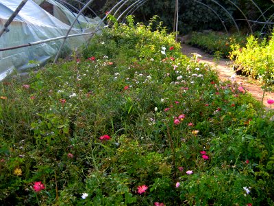 Shaghayegh (Eydiani-Idiani) flower shop - 17 st - Nishapur 36