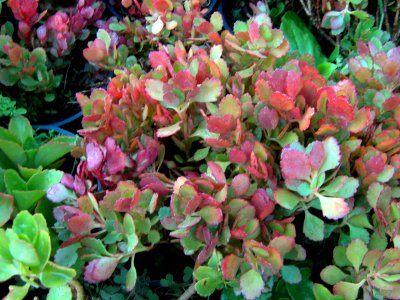 Shaghayegh (Eydiani-Idiani) flower shop - 17 st - Nishapur 71