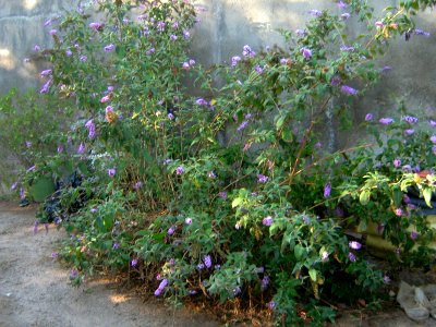 Shaghayegh (Eydiani-Idiani) flower shop - 17 st - Nishapur 21
