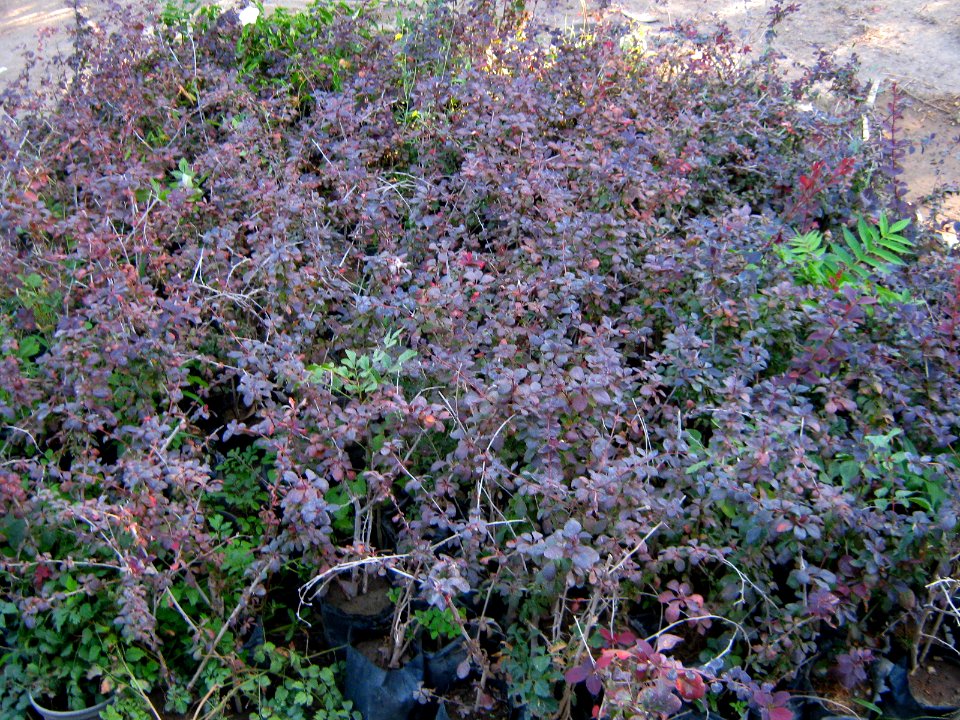 Shaghayegh (Eydiani-Idiani) flower shop - 17 st - Nishapur 22