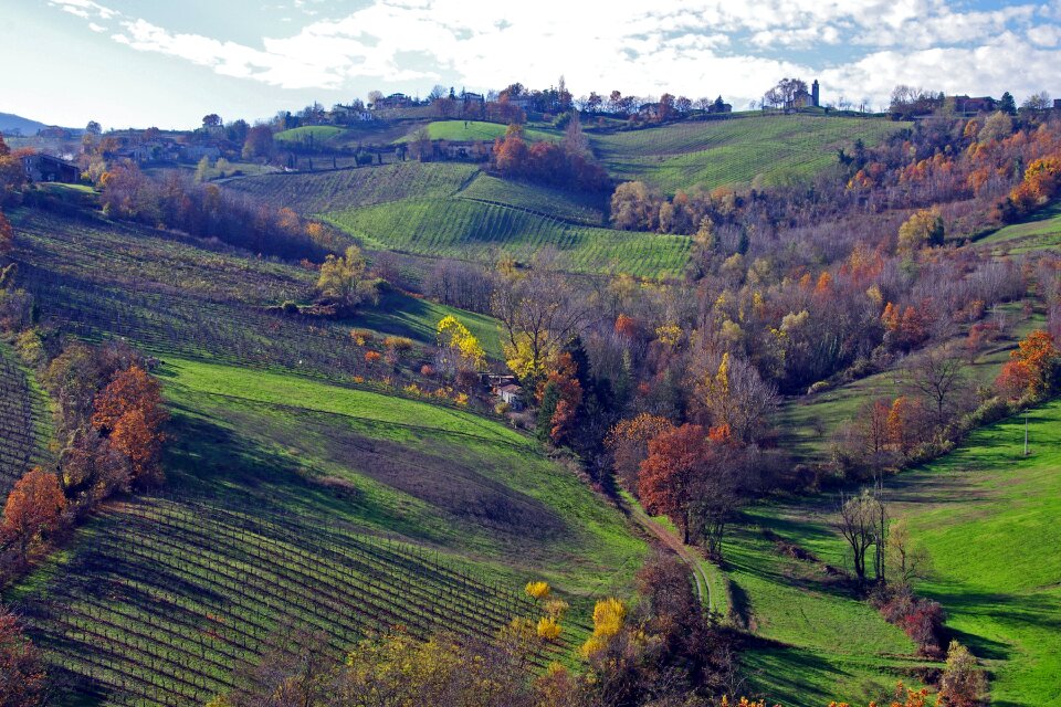 Italy vineyards hills langhirano
