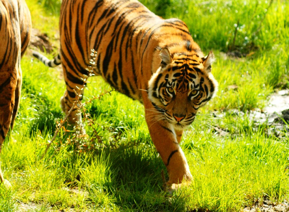 Animal carnivore hunter