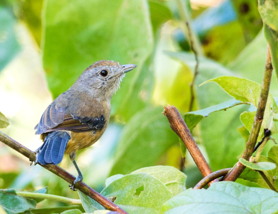 Birdie animals bird on a branch