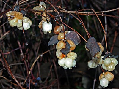 Plant berry clusters autumn harvest