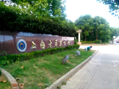 ShanghaiGoldApple1