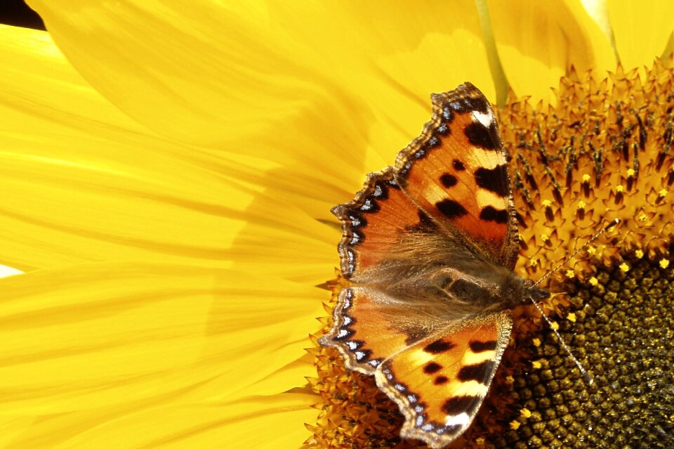 Sunflower yellow butterfly yellow sunflower