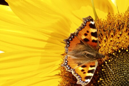 Sunflower yellow butterfly yellow sunflower photo