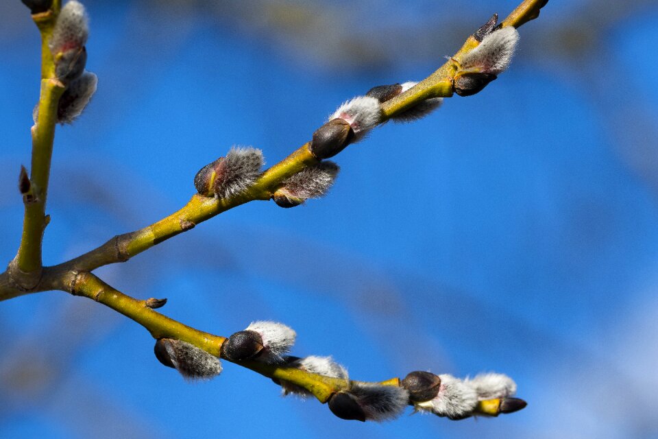 Spring nature sign of spring