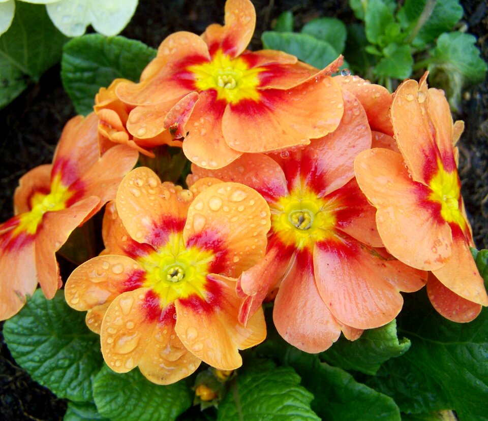 Primula primrose spring flower