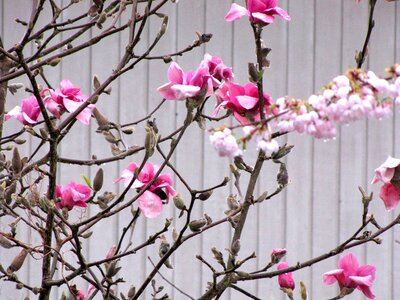 Coquitlam blossom spring
