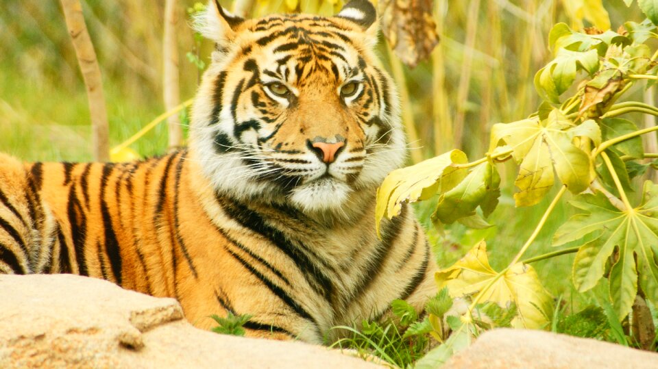 Striped wild young photo