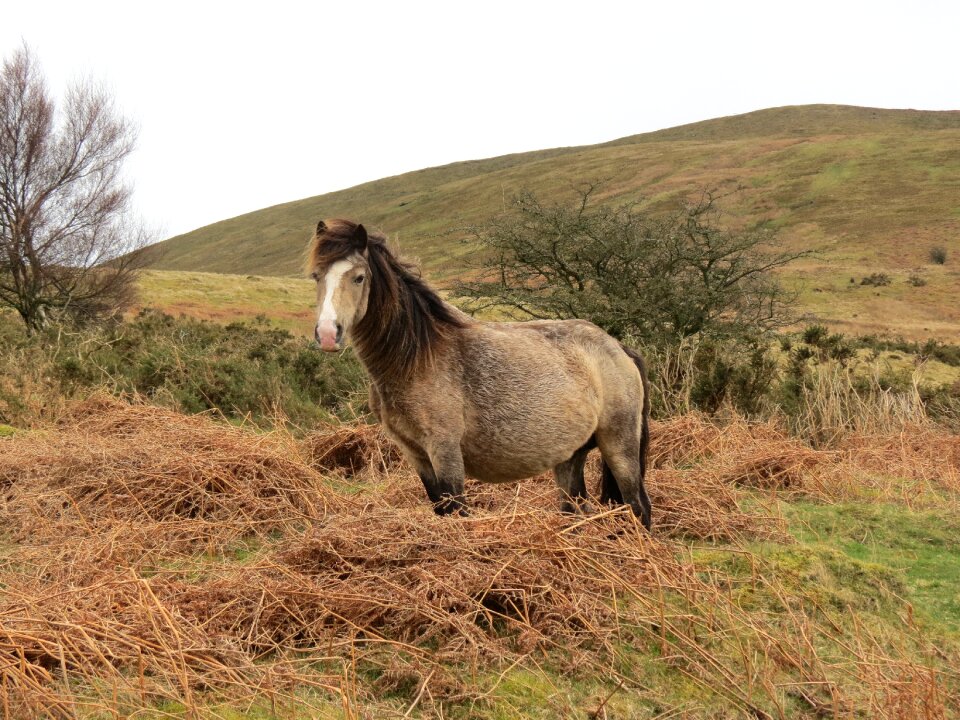 Grazing pasture landscape