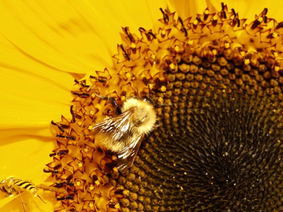 Sunflower brown sunflower brown bee