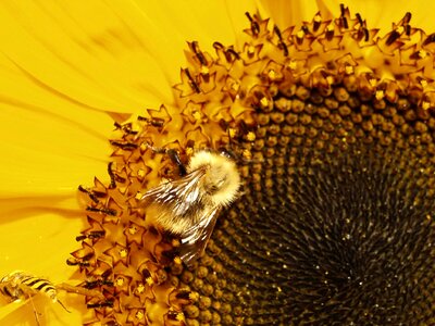 Sunflower brown sunflower brown bee photo