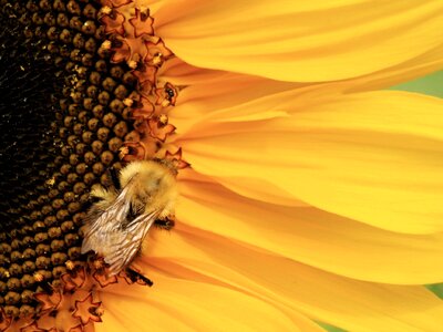 Sunflower orange sunflower orange bee photo