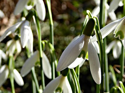 Flowers petals white flowers photo