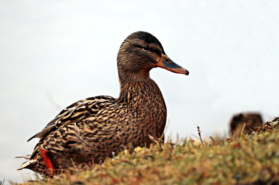 Water bird bird nature