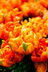 Nature garden orange flower