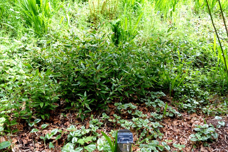 Shibataea kumasasa - Trebah Garden - Cornwall, England - DSC01617