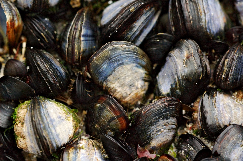 Shellfish-Plage-de-Portez-20060525-018
