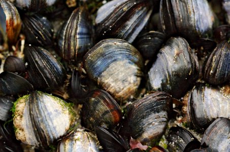 Shellfish-Plage-de-Portez-20060525-018