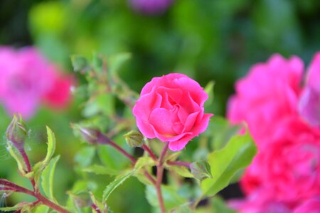 Garden nature flower garden