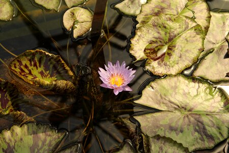 Purple aquatic plant blossom