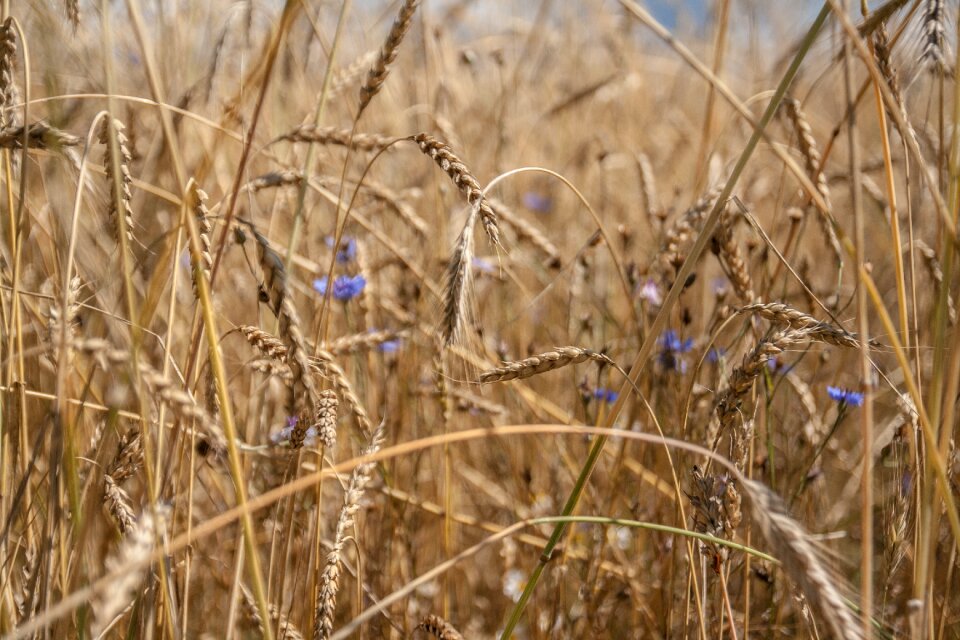 Cereals kolos agriculture