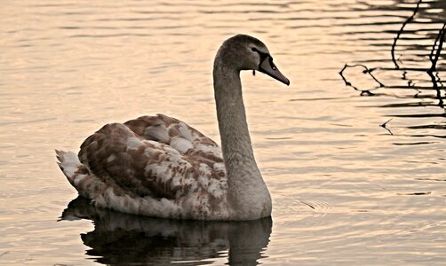 Water bird lake nature