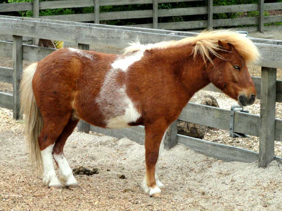 Shetland pony - Copenhagen Zoo - DSC08960