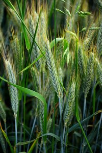 Halme spike barley field