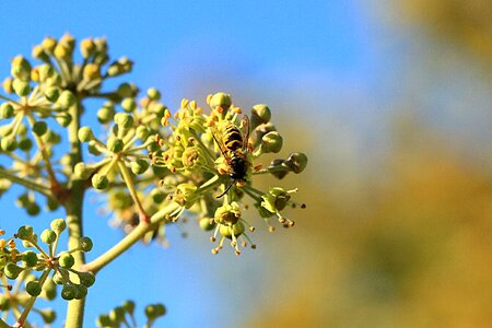 Nature animal field wasp ivy