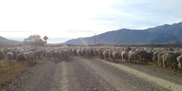 Shepherding Isn't Romantic Anymore