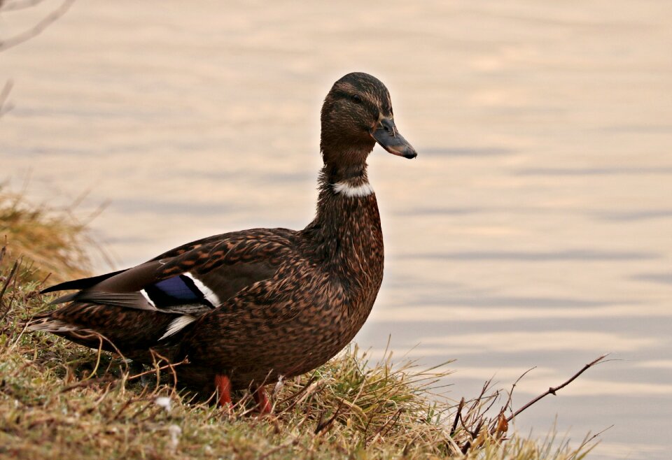 Water bird bird nature