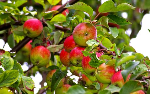 Pome fruit fruit autumn photo