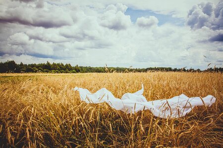 Cereals kolos agriculture photo