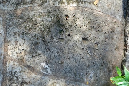 Shells imprint (cast), Cretaceous Period - Hartman Prehistoric Garden - Zilker Botanical Garden - Austin, Texas - DSC08940 photo