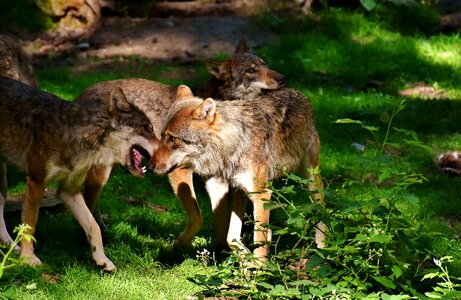Young animals animal world wildpark poing