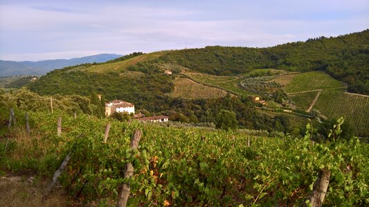 Landscape series vineyard