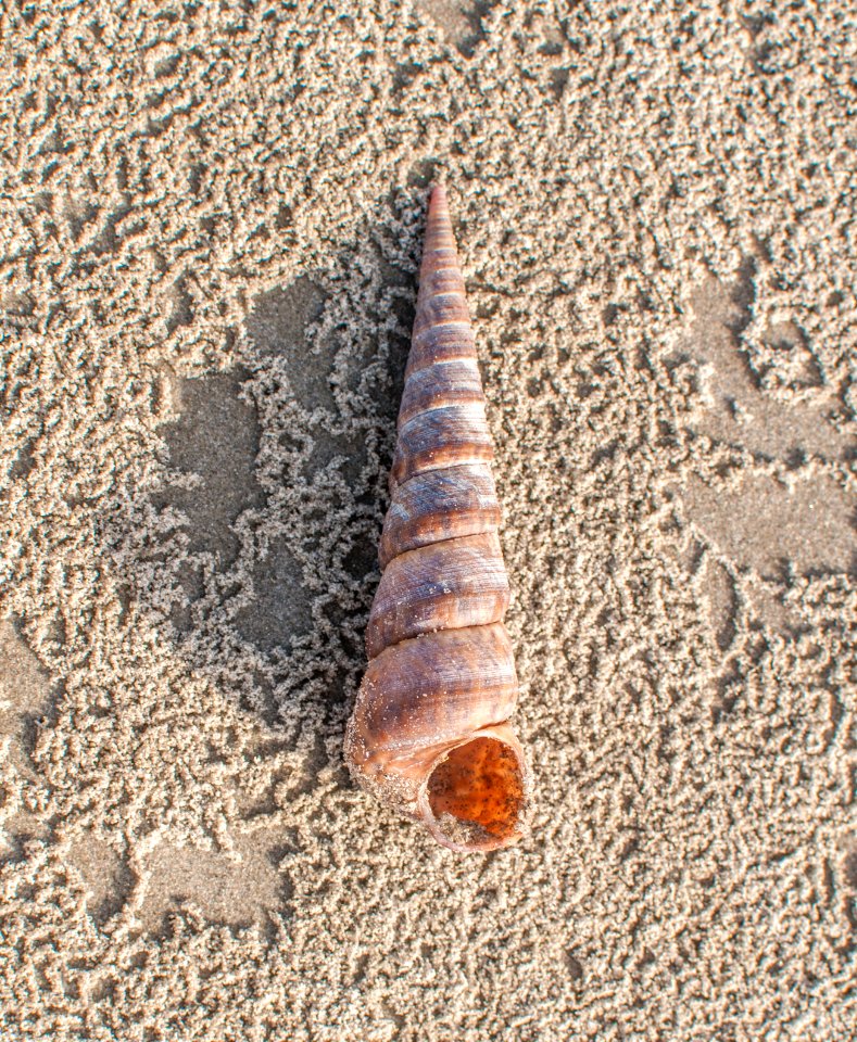 Shell of Isla Margarita, Venezuela