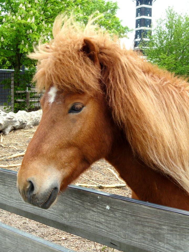 Shetland pony - Copenhagen Zoo - DSC08957